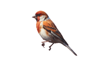 Finch Illustration Vinyl Car Decal Sticker – Waterproof & UV-Resistant 6.1866666666666665"