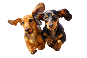 Playing Dachshunds Vinyl Car Decal Sticker – Waterproof & UV-Resistant 2.986666666666667"