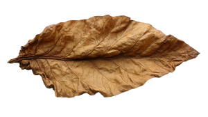 Dried Tobacco Leaf Vinyl Car Decal Sticker – Waterproof & UV-Resistant 2.72"