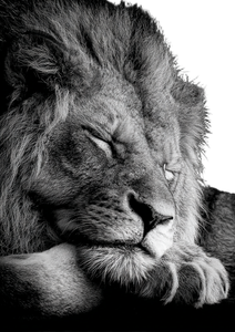 Sleeping Lion Resting Vinyl Car Decal Sticker – Waterproof & UV-Resistant 4.373333333333333"