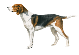 Walker Foxhound Portrait Vinyl Car Decal Sticker – Waterproof & UV-Resistant 3.0933333333333333"