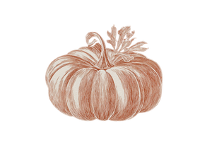 Ivory Pumpkin Sketch Vinyl Car Decal Sticker – Waterproof & UV-Resistant 2.986666666666667"