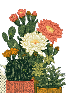 Flowering Cacti Illustration Vinyl Car Decal Sticker – Waterproof & UV-Resistant 8.746666666666666"