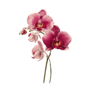 Vintage Orchid Drawing Vinyl Car Decal Sticker – Waterproof & UV-Resistant 6.826666666666667"