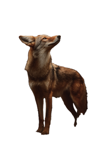 Howling Coyote Fantasy Vinyl Car Decal Sticker – Waterproof & UV-Resistant 8.96"