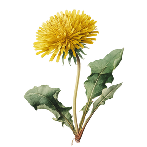 Yellow Dandelion Illustration Vinyl Car Decal Sticker – Waterproof & UV-Resistant 6.826666666666667"