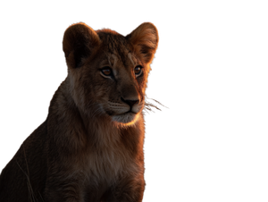Lion Cub Sunrise Vinyl Car Decal Sticker – Waterproof & UV-Resistant 6.1866666666666665"
