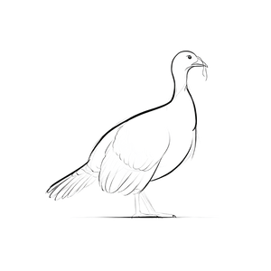 Line Drawing Turkey Vinyl Car Decal Sticker – Waterproof & UV-Resistant 6.826666666666667"