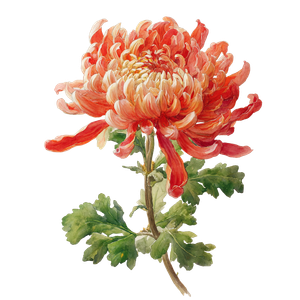 Chrysanthemum Watercolor Vinyl Car Decal Sticker – Waterproof & UV-Resistant 3.4133333333333336"