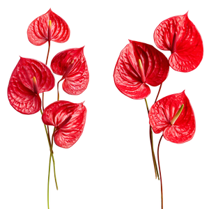 Red Anthuriums Arrangement Vinyl Car Decal Sticker – Waterproof & UV-Resistant 3.4133333333333336" Red Anthuriums Arrangement Vinyl Car Decal Sticker – Waterproof & UV-Resistant 3.4133333333333336"