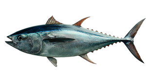 Bluefin Tuna Kitchen Vinyl Car Decal Sticker – Waterproof & UV-Resistant 5.4