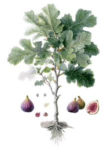 Fig Botanical Illustration Vinyl Car Decal Sticker – Waterproof & UV-Resistant 8.213333333333333"