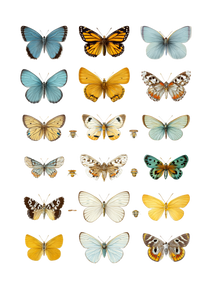 Butterfly Species Illustration Vinyl Car Decal Sticker – Waterproof & UV-Resistant 8.746666666666666"