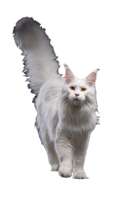 Content White Maine Coon Vinyl Car Decal Sticker – Waterproof & UV-Resistant 9.706666666666667"