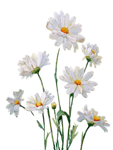 Vintage Daisies Embossed Vinyl Car Decal Sticker – Waterproof & UV-Resistant 8.213333333333333"