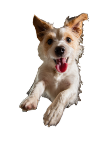 Jumping Dog V2 Vinyl Car Decal Sticker – Waterproof & UV-Resistant 8.213333333333333"