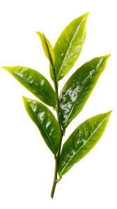 Tea Leaves Arrangement Vinyl Car Decal Sticker – Waterproof & UV-Resistant 4.8533333333333335"