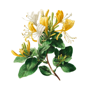 Honeysuckle Illustration V2 Vinyl Car Decal Sticker – Waterproof & UV-Resistant 3.4133333333333336"
