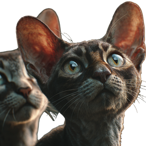 Curious Big-Eared Cats Vinyl Car Decal Sticker – Waterproof & UV-Resistant 3.4133333333333336"