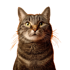 Realistic Cat Portrait V4 Vinyl Car Decal Sticker – Waterproof & UV-Resistant 6.826666666666667"