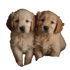 Cute Puppies Sitting Vinyl Car Decal Sticker – Waterproof & UV-Resistant 6.826666666666667"