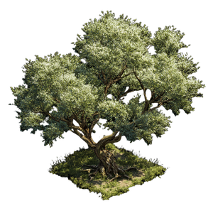 Isometric Olive Tree Vinyl Car Decal Sticker – Waterproof & UV-Resistant 3.4133333333333336"