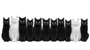 Cats And Poster Vinyl Car Decal Sticker – Waterproof & UV-Resistant 5.4