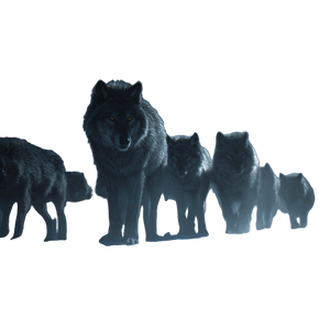 Wolf Pack Cinematic Vinyl Car Decal Sticker – Waterproof & UV-Resistant 3.4133333333333336"