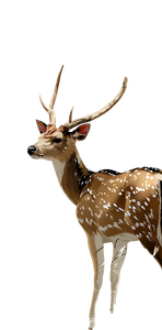 Spotted Deer Illustration V2 Vinyl Car Decal Sticker – Waterproof & UV-Resistant 5.173333333333333"