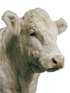 Gentle Cow Portrait Vinyl Car Decal Sticker – Waterproof & UV-Resistant 8.213333333333333"