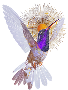 Violet-Crowned Hummingbird Vinyl Car Decal Sticker – Waterproof & UV-Resistant 8.213333333333333"