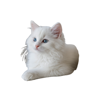 Fluffy Ragdoll Kitten V3 Vinyl Car Decal Sticker – Waterproof & UV-Resistant 3.4133333333333336"