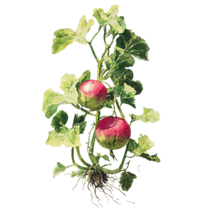 Watercolor Watermelon Plant Vinyl Car Decal Sticker – Waterproof & UV-Resistant 3.4133333333333336"