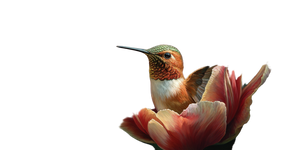 Hummingbird In Tulip Vinyl Car Decal Sticker – Waterproof & UV-Resistant 5.12"