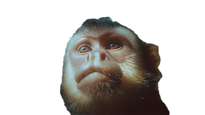 Capuchin Monkey Closeup Vinyl Car Decal Sticker – Waterproof & UV-Resistant 2.72"