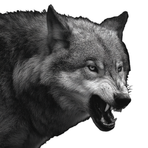 Snarling Wolf Portrait V10 Vinyl Car Decal Sticker – Waterproof & UV-Resistant 3.4133333333333336"