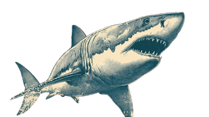 Attacking Shark Vinyl Car Decal Sticker – Waterproof & UV-Resistant 5.4