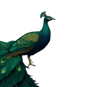 Scottish Peacock Illustration Vinyl Car Decal Sticker – Waterproof & UV-Resistant 3.4133333333333336"