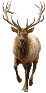 Charging Elk V2 Vinyl Car Decal Sticker – Waterproof & UV-Resistant 5.12"