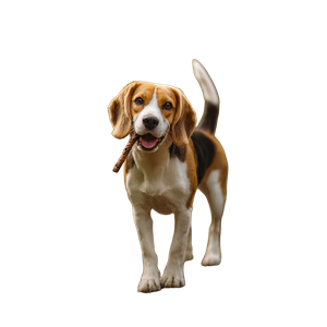 Smiling Beagle With Chew Vinyl Car Decal Sticker – Waterproof & UV-Resistant 3.4133333333333336"