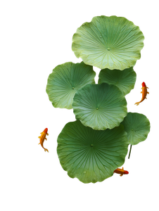 Summer Lotus Carp Vinyl Car Decal Sticker – Waterproof & UV-Resistant 8.213333333333333"