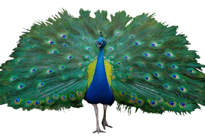 Peacock Displaying Feathers V3 Vinyl Car Decal Sticker – Waterproof & UV-Resistant 5.97333333333333