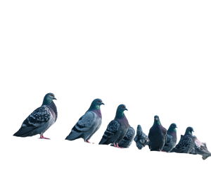 Roof Pigeons Sky Vinyl Car Decal Sticker – Waterproof & UV-Resistant 6.613333333333333" Roof Pigeons Sky Vinyl Car Decal Sticker – Waterproof & UV-Resistant 6.613333333333333"