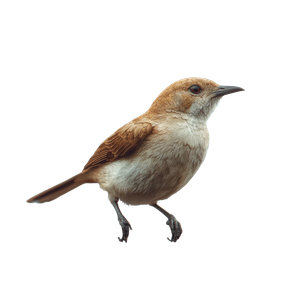 Bird On Cable Vinyl Car Decal Sticker – Waterproof & UV-Resistant 6.826666666666667"