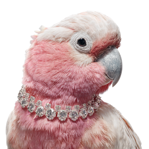 Diamond-Adorned Cockatoo Vinyl Car Decal Sticker – Waterproof & UV-Resistant 6.826666666666667"