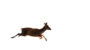 Sprinting Hind Deer Vinyl Car Decal Sticker – Waterproof & UV-Resistant 5.4