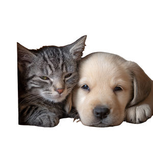 Kitten And Puppy Cuddling Vinyl Car Decal Sticker – Waterproof & UV-Resistant 6.826666666666667"