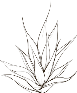 Aloe Vera Outline Vinyl Car Decal Sticker – Waterproof & UV-Resistant 8.0"
