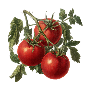 Victorian Tomato Illustration Vinyl Car Decal Sticker – Waterproof & UV-Resistant 3.4133333333333336"