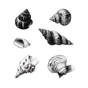 Hand-Drawn Shells Vinyl Car Decal Sticker – Waterproof & UV-Resistant 3.4133333333333336"